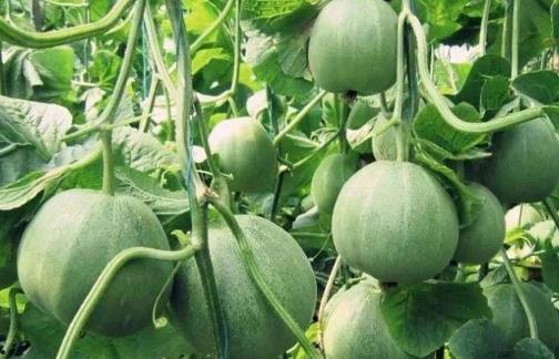 中年女人吃瓜的好处,健康生活新选择