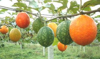 孕妇吃长吊瓜,长吊瓜助力母婴健康