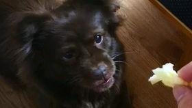 小狗子吃瓜拉稀了,探究宠物饮食安全与疾病预防