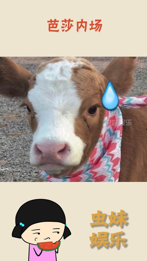 抖音十一酱吃瓜,揭秘娱乐圈幕后故事