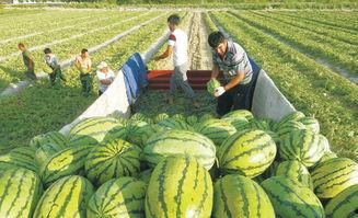 51吃瓜网校园大瓜