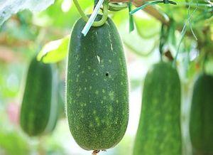 不能煮着吃的瓜