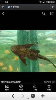 孔雀吃瓜不吃鱼,揭秘孔雀的独特饮食习惯