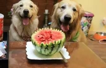 狗可以吃瓜花吗怎么吃,狗狗的夏日美味，如何安全享用？