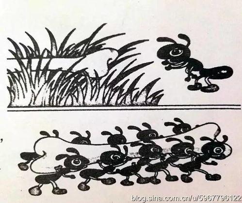 看图写话蚂蚁吃瓜,一场生态界的甜蜜盛宴