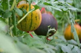 带你吃瓜消消乐,轻松娱乐，畅享欢乐时光