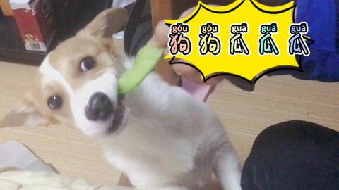 道具吃瓜狗狗,揭秘宠物界的“网红”现象