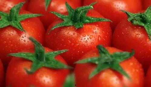 推文番茄吃瓜,一场味蕾的盛宴