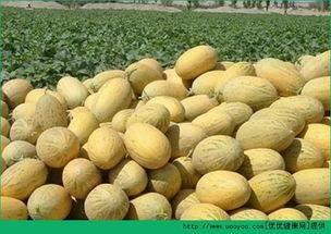 吃鸡吃了还能吃哈密瓜吗,哈密瓜美味依旧？