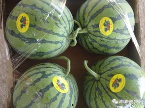 沛县一线吃瓜,揭秘吃瓜群众的日常生活