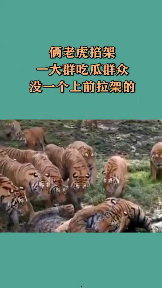 吃瓜大虎,揭秘娱乐圈幕后真相的“瓜王”传奇