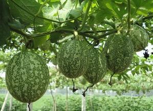 吃吊瓜可以吃蒜吗,美味与健康的双重享受