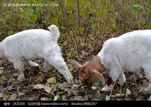 吃蜜瓜的小羊图片