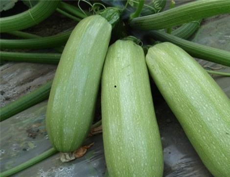 吃思瓜有什么好处,吃西瓜的五大益处揭秘