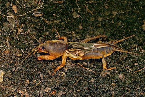 蛐蛐可以吃方瓜吗,探究昆虫与植物的共生关系
