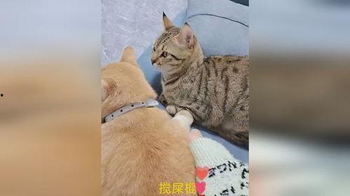 吃瓜拍别人被打,网络暴力下的反击瞬间