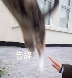 吃瓜群众变成证人,一场见证历史的蜕变之旅