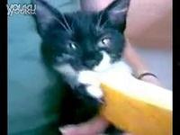 猫猫吃哈密瓜视频,萌态十足，网友直呼可爱爆表