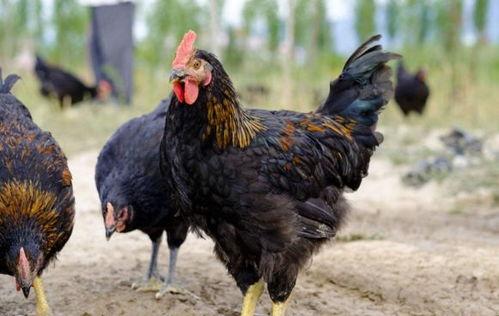 大洲吃寒瓜土鸡,寒瓜土鸡的独特风味之旅