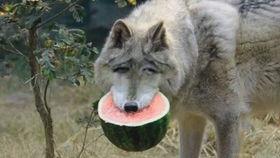 吃瓜的蜜蜂,揭秘甜蜜背后的秘密