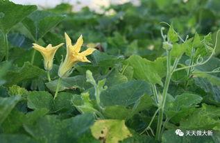 瓜苗瓜花怎么吃