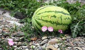 苏州吃瓜,探寻这座古城的“吃瓜”风情